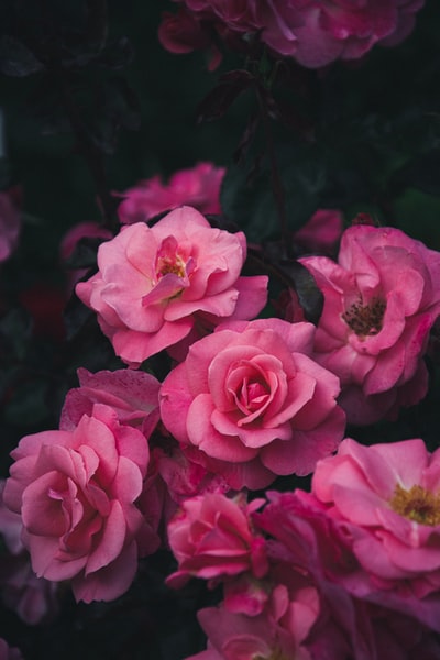 粉色玫瑰花朵

